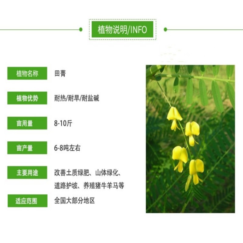 田箐种子绿肥种籽孑土壤改善碱菁涝豆耐涝耐旱耐盐碱田青