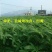 田箐种子绿肥种籽孑土壤改善碱菁涝豆耐涝耐旱耐盐碱田青