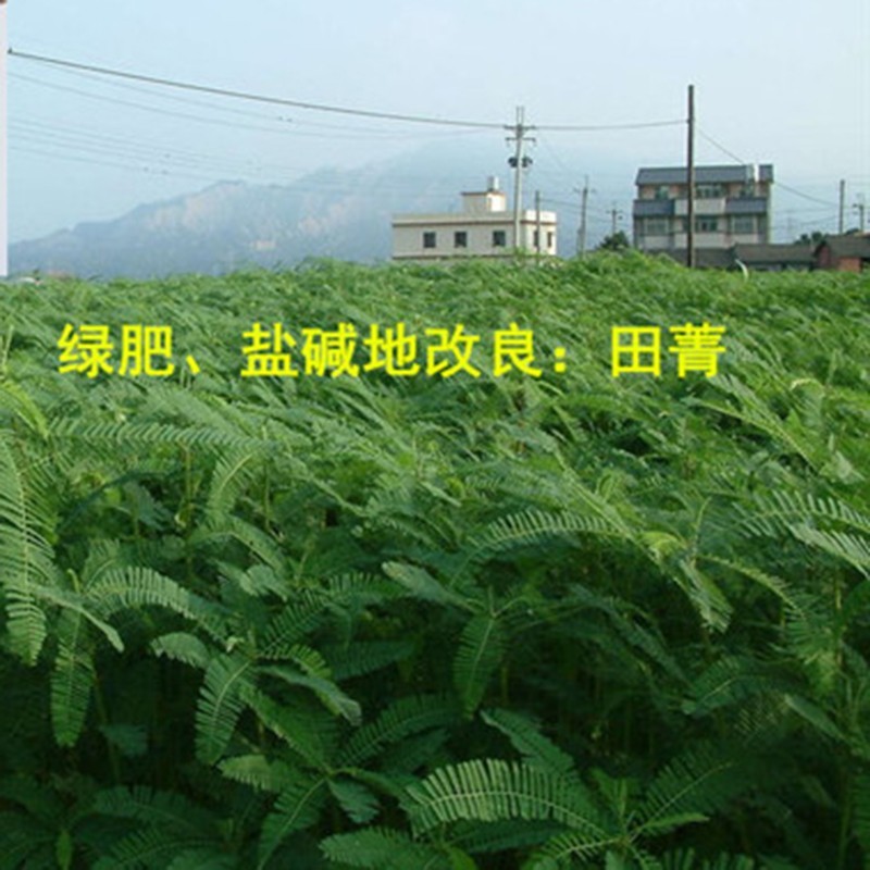 田箐种子绿肥种籽孑土壤改善碱菁涝豆耐涝耐旱耐盐碱田青