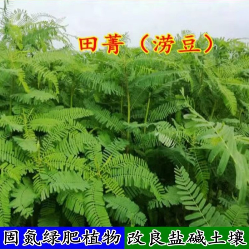 田箐种子绿肥种籽孑土壤改善碱菁涝豆耐涝耐旱耐盐碱田青