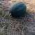 陕西西瓜慕田佳宝西瓜口感甜包熟全国发货欢迎联系