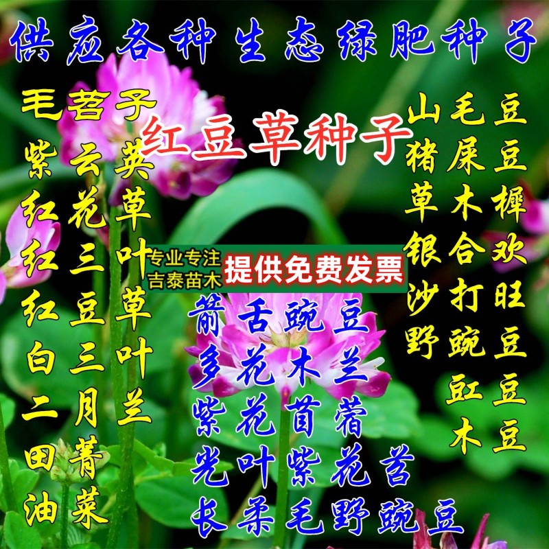 红豆草种子护坡草耐寒耐旱盐碱草籽牧草观赏保土绿肥多年生