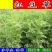 红豆草种子护坡草耐寒耐旱盐碱草籽牧草观赏保土绿肥多年生