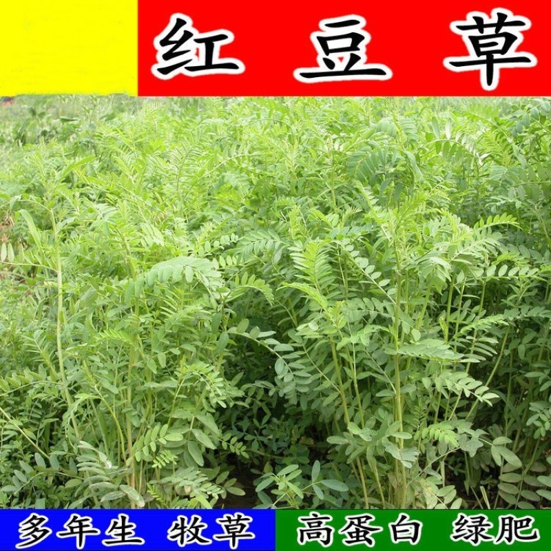 红豆草种子护坡草耐寒耐旱盐碱草籽牧草观赏保土绿肥多年生