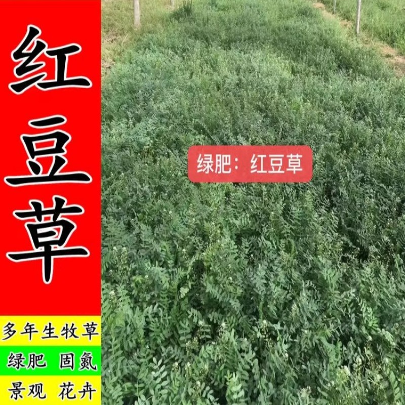 红豆草种子护坡草耐寒耐旱盐碱草籽牧草观赏保土绿肥多年生