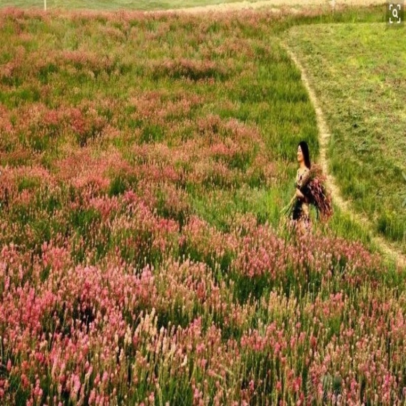 红豆草种子护坡草耐寒耐旱盐碱草籽牧草观赏保土绿肥多年生