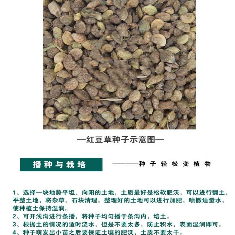 红豆草种子护坡草耐寒耐旱盐碱草籽牧草观赏保土绿肥多年生