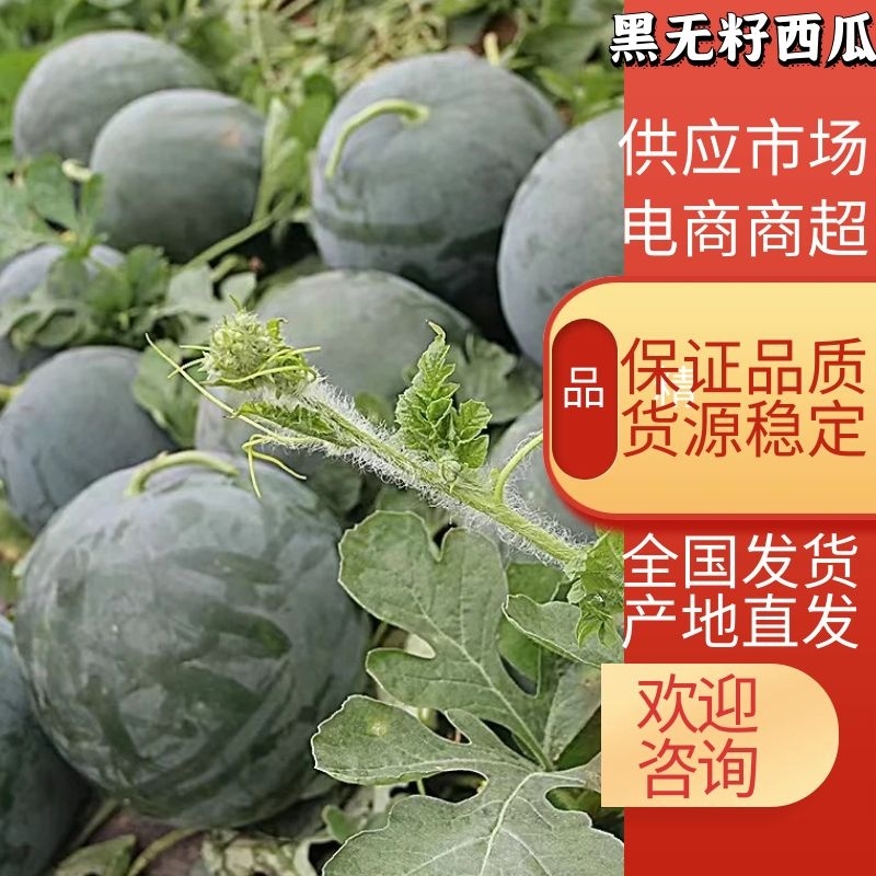 【实力商家】黑无籽西瓜全国供应甜度高商超市场