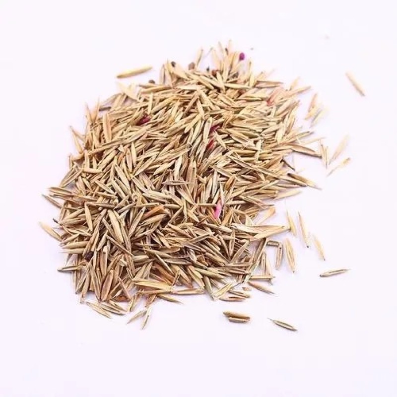无芒雀麦种子沙打旺碱茅草紫羊茅芨芨草老芒麦耐寒绿化护草籽