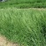 无芒雀麦种子沙打旺碱茅草紫羊茅芨芨草老芒麦耐寒绿化护草籽