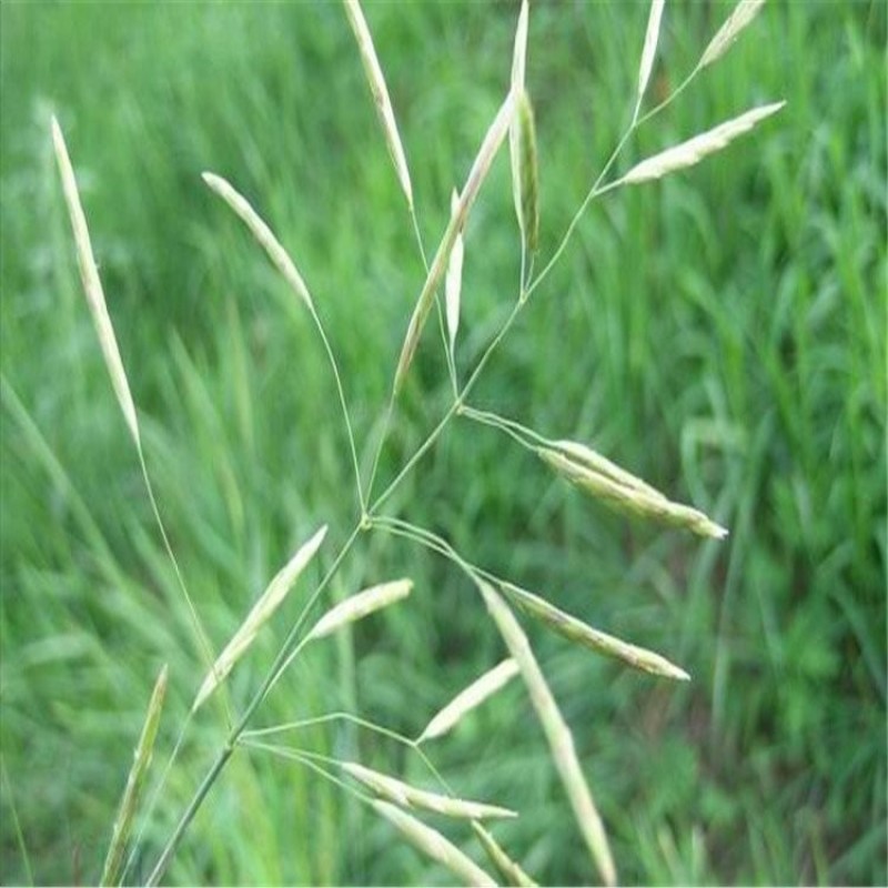 无芒雀麦种子沙打旺碱茅草紫羊茅芨芨草老芒麦耐寒绿化护草籽