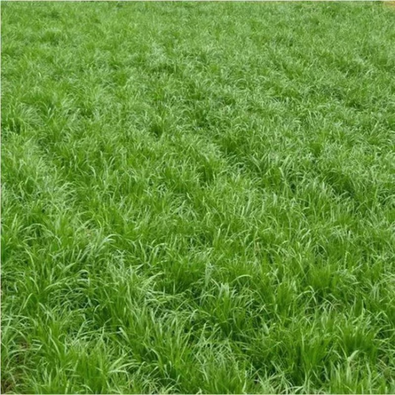 无芒雀麦种子沙打旺碱茅草紫羊茅芨芨草老芒麦耐寒绿化护草籽