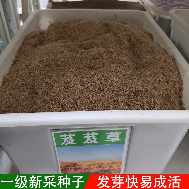 无芒雀麦种子沙打旺碱茅草紫羊茅芨芨草老芒麦耐寒绿化护草籽