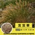 无芒雀麦种子沙打旺碱茅草紫羊茅芨芨草老芒麦耐寒绿化护草籽
