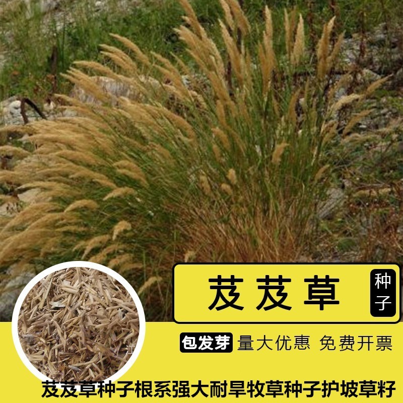 无芒雀麦种子沙打旺碱茅草紫羊茅芨芨草老芒麦耐寒绿化护草籽