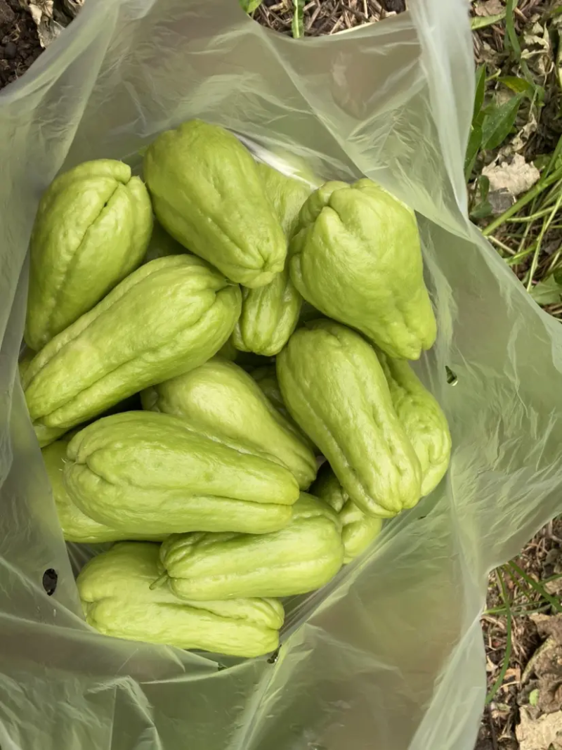 精品佛手瓜基地直供一手货源大量上市欢迎采购