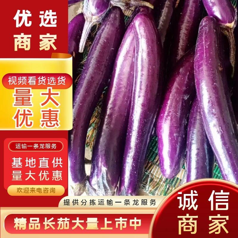 【热卖】茄子产地直供量大从优品质保证欢迎选购