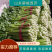 聊城东昌府区沙镇，中细棵芹菜大量供应中