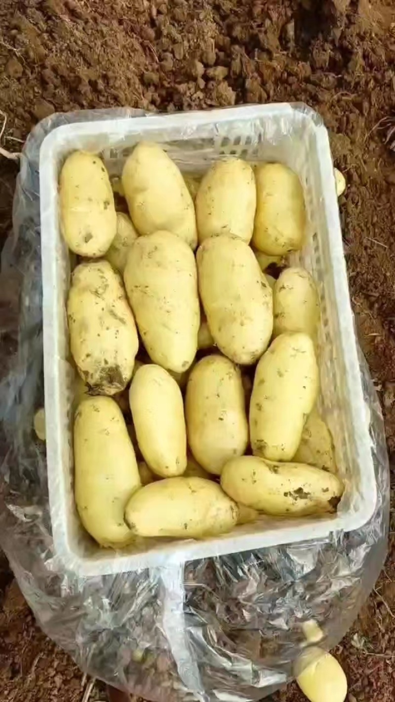 荷兰黄皮黄心中号土豆2到4，鲜货加工，无次品，全国发货