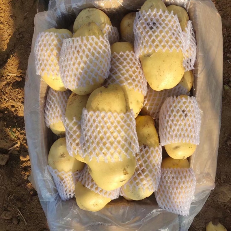荷兰黄皮黄心中号土豆2到4，鲜货加工，无次品，全国发货