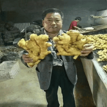 【精品大黄姜】原产地发货《沙土姜/水洗姜/风干姜》