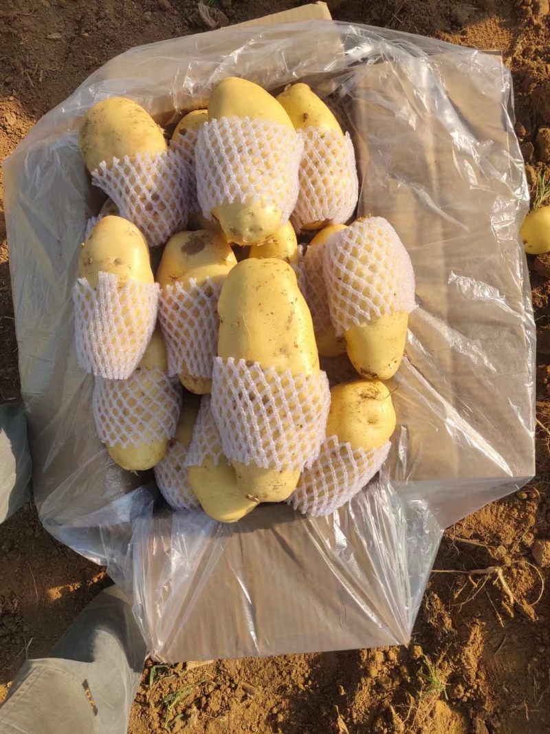 荷兰黄皮黄心中号土豆2到4，鲜货加工，无次品，全国发货