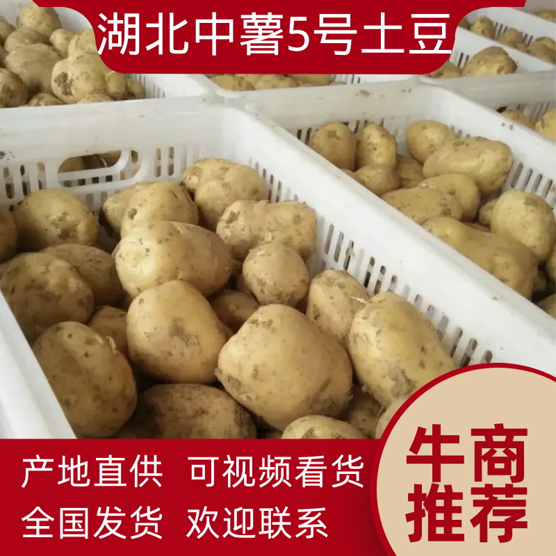 湖北中薯5号，沃土5，土豆大量供应全国走货欢迎联系