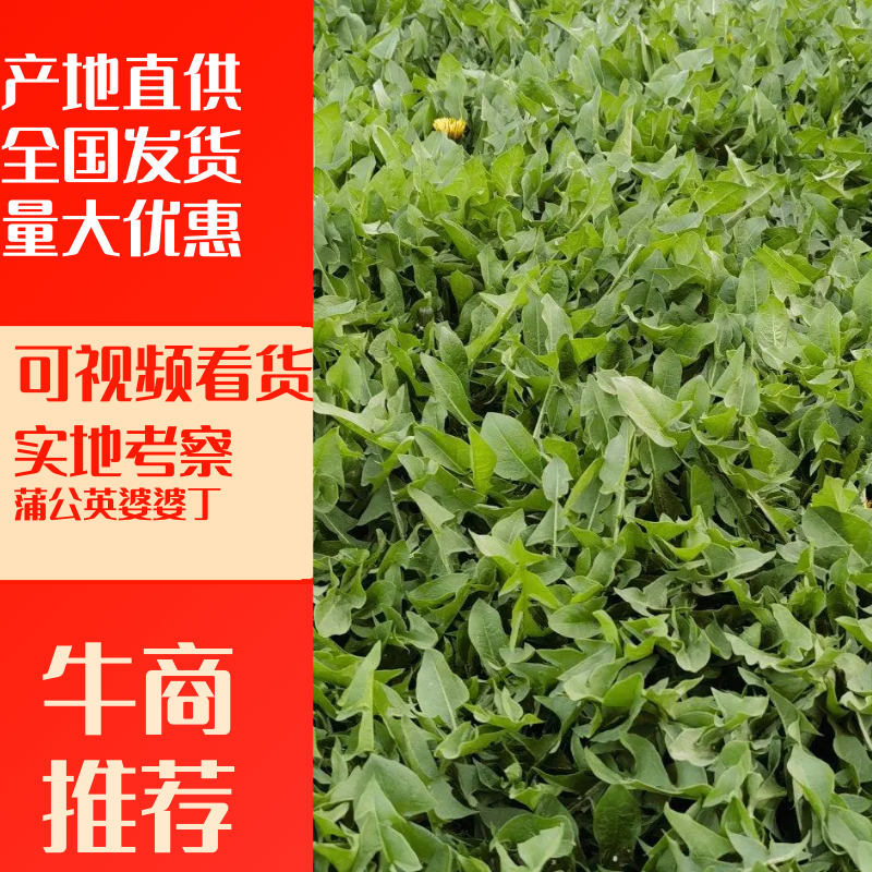 【热卖推荐】婆婆丁鲜叶产地直发可视频看货量大优惠欢迎联系