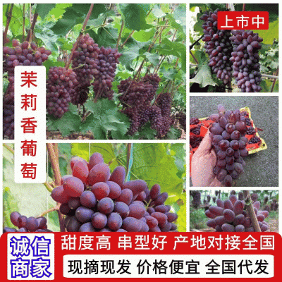 葡萄吉林茉莉香萄葡东北葡萄果口香甜果粉厚重