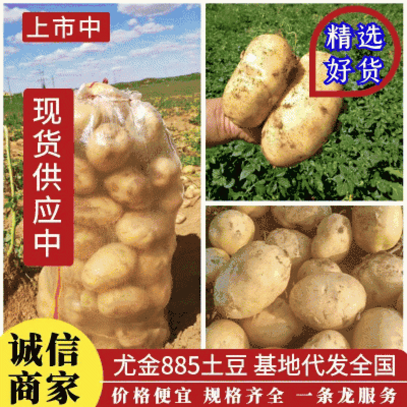 【精品土豆】土豆吉林优金885东北土豆产地直发