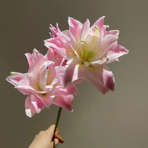 莲花之境重瓣香水粉百合10支/扎团购鲜花一件代发