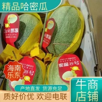 【牛商推荐】海南哈密瓜晓密25号对接市场电商社区团购量大