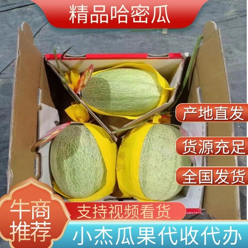 海南哈密瓜晓密25号对接市场电商社区团购大量供应
