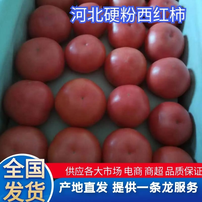 【硬粉西红柿】河北西红柿大量上市可视频看货品质保证