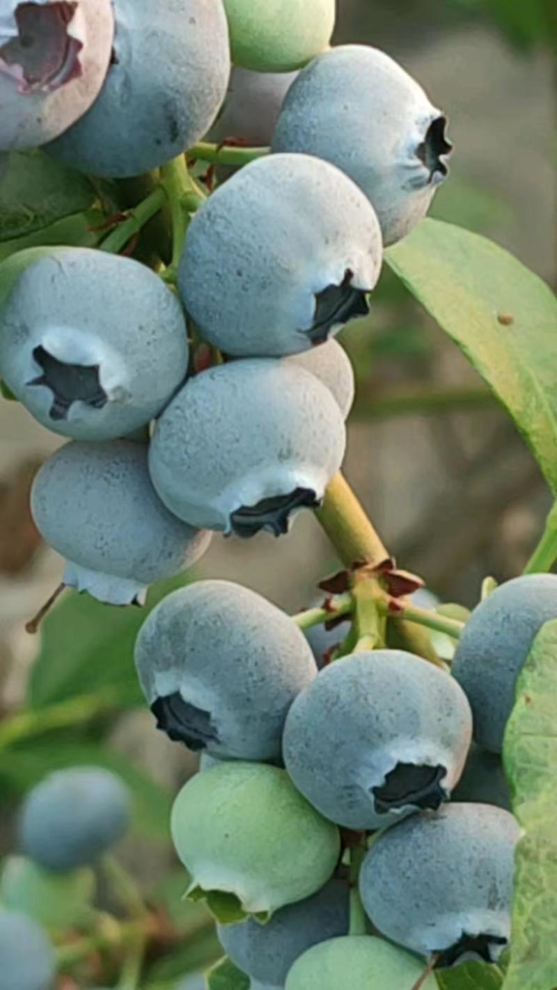 【好货】蓝莓3年地栽苗山东蓝莓苗好成活基地直发保质保量