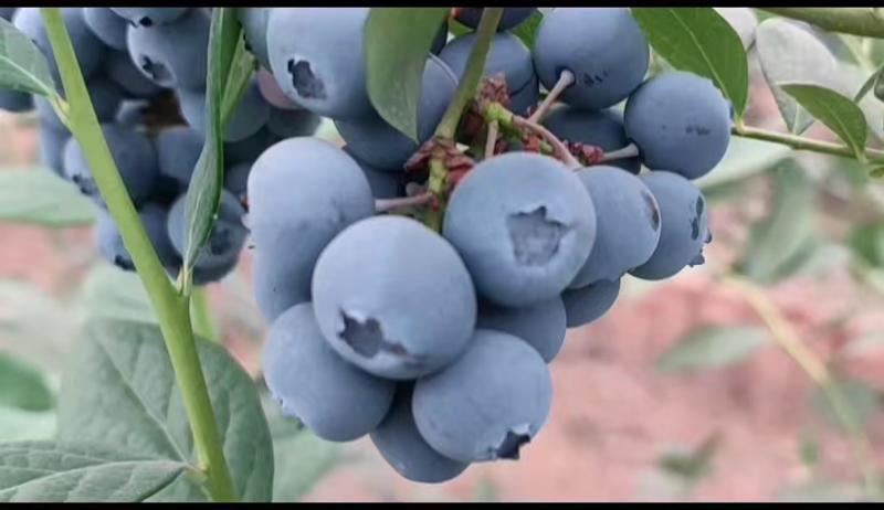 【好货】蓝莓3年地栽苗山东蓝莓苗好成活基地直发保质保量