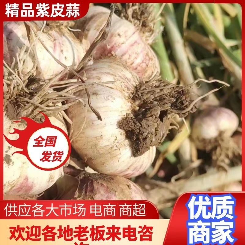 【大蒜】河北紫皮大蒜大量上市个头大产地直发
