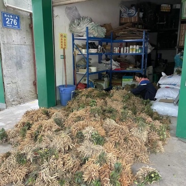 中药材百部种苗出售百部种植基地直发，量大从优