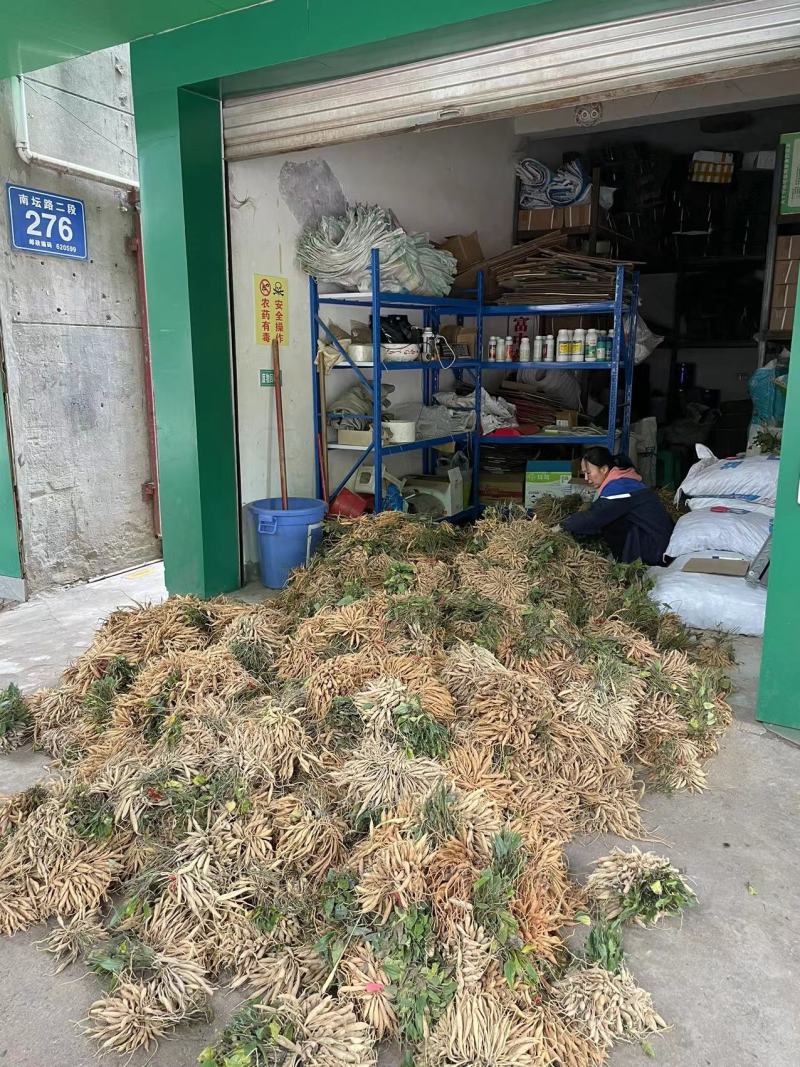 中药材百部种苗出售百部种植基地直发，量大从优