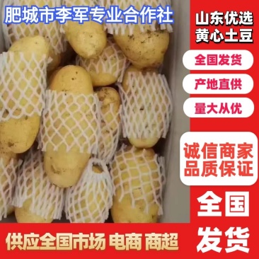 【批发土豆】荷兰十五土豆批发,肥城土豆,质优价廉产地发货