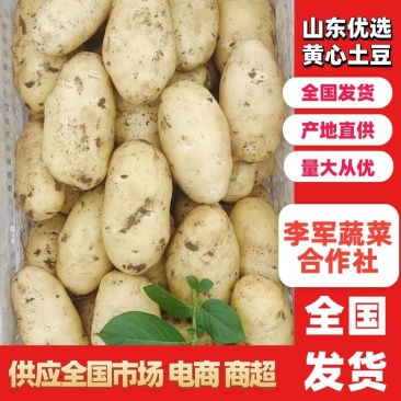 【市场,商超,电商发货】荷兰十五土豆大量供应中,一手货源