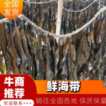 鲜海带海参鲍鱼菜干海带散装批发