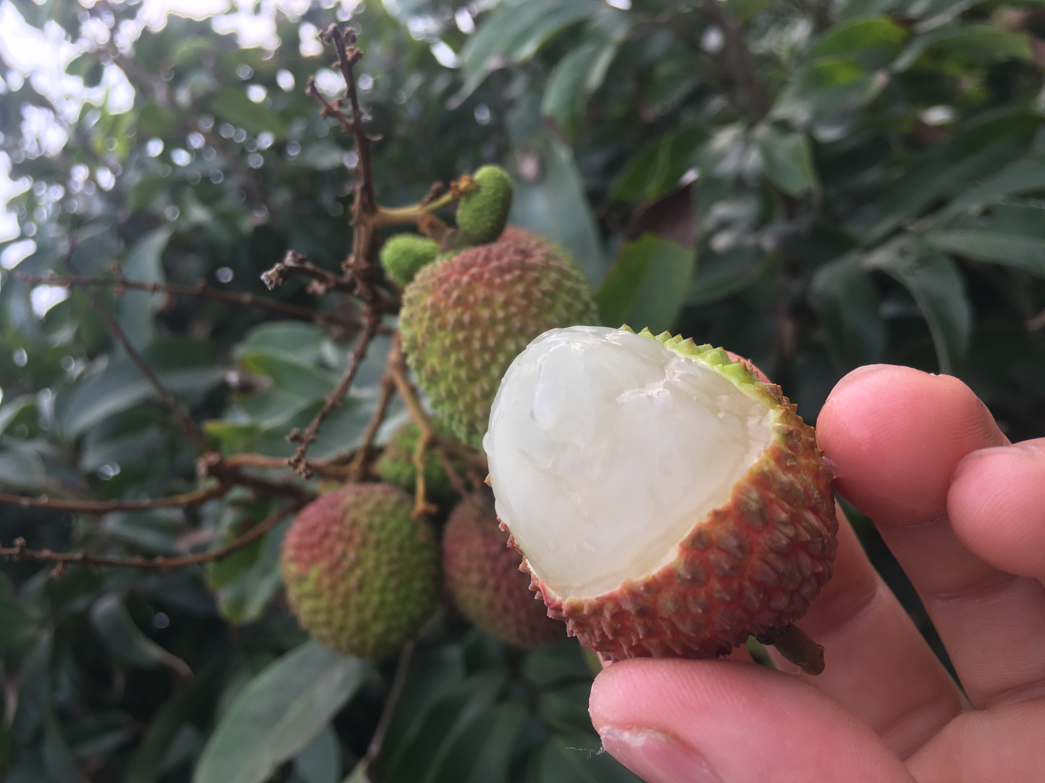 妃子笑荔枝食用场景图