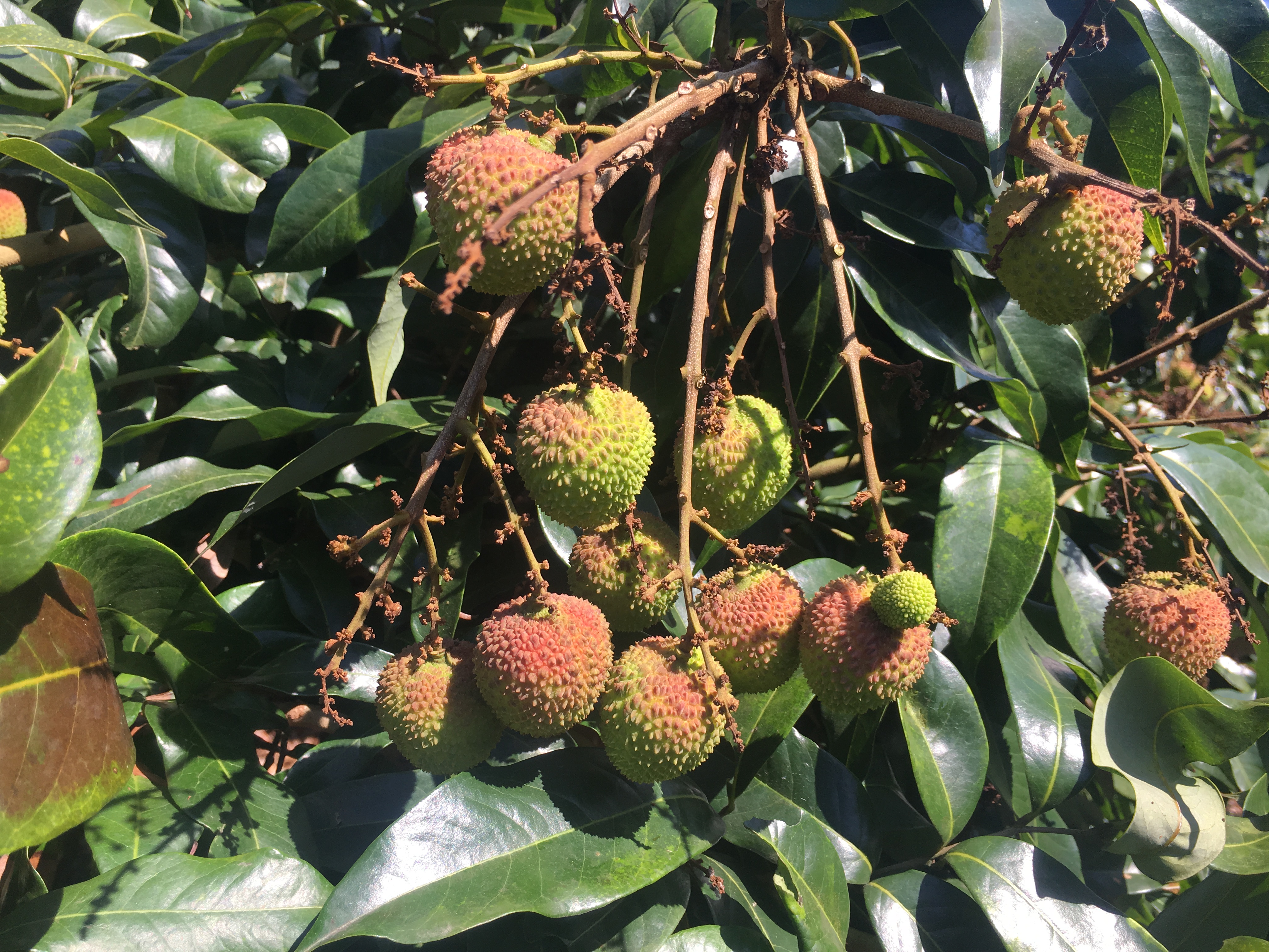 妃子笑场地婚礼布置细节,展示红色灯笼、汉服新娘与古典装饰元素的结合 妃子笑场地婚礼布置细节