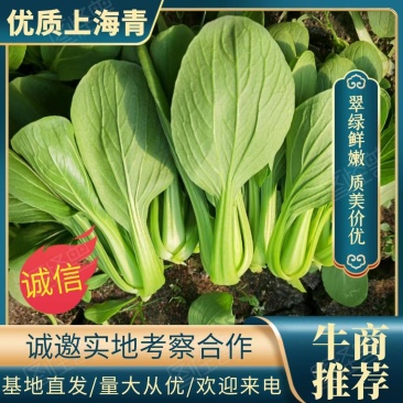 【精】上海青翠绿鲜嫩货源充足一手货源，基地直发