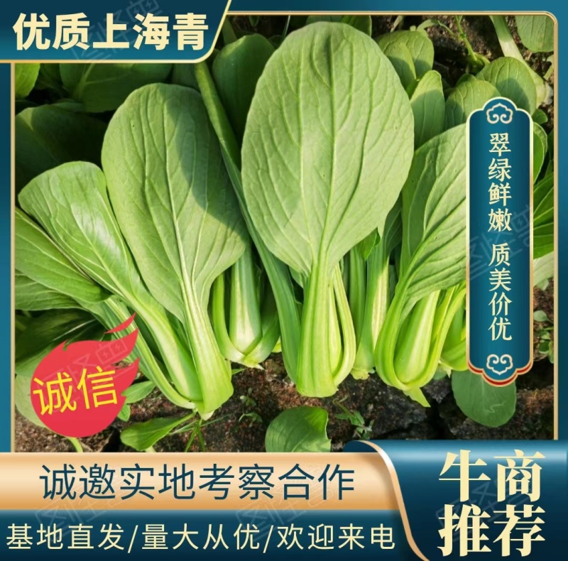 【精】上海青翠绿鲜嫩货源充足一手货源，基地直发