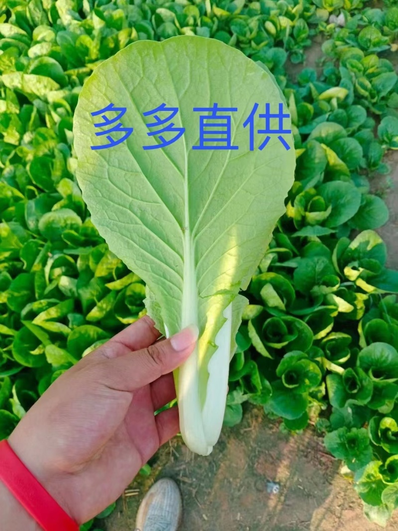 精品奶白菜万亩基地多多一手直供，产地货源，物美价优