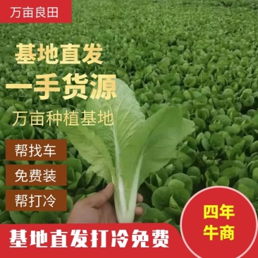 精品小白菜万亩基地一手直供，产地货源，物美价优