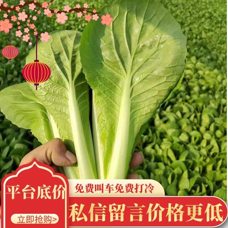 精品小白菜万亩基地一手直供，产地货源，物美价优