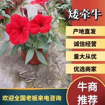 矮牵牛种苗垂吊矮牵牛阳台花园室内易活花苗花色艳丽可人